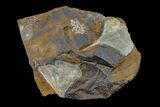 Fossil Ginkgo Leaves with Partial Winged Walnut Fruit - North Dakota #156255-1